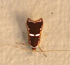 Barantola pulcherrima