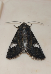Polymixis serpentina