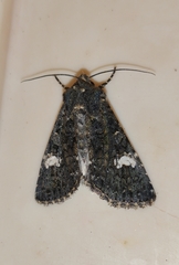 Polymixis serpentina