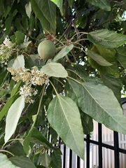 Aleurites moluccanus