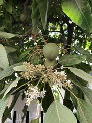 Aleurites moluccanus