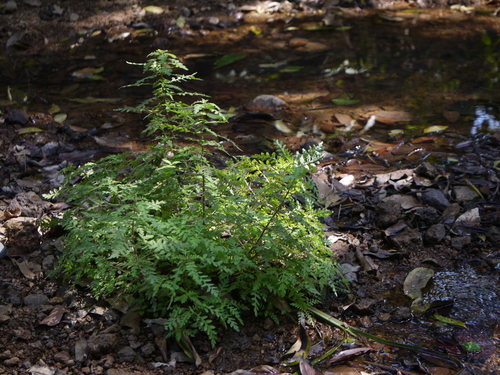 Hygrophila pinnatifida, photograph 6
