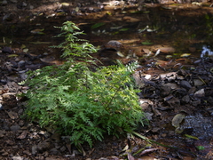 Hygrophila pinnatifida, photograph (c) Dinesh Valke, some rights reserved (CC BY-SA)