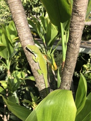 Anolis carolinensis