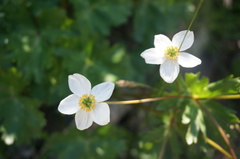 Anemone cathayensis
