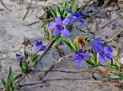 Dyschoriste humilis