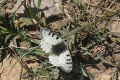 Parnassius bremeri
