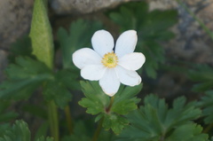 Anemone cathayensis