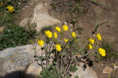 Potentilla nivea