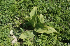 Veratrum nigrum
