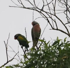 Psittacula alexandri