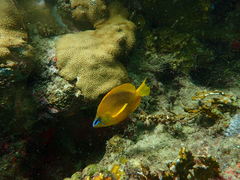 Hypoplectrus gummigutta