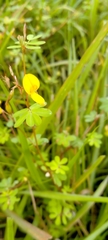 Smithia hirsuta