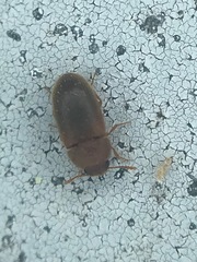 Cryptophagus setulosus