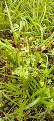 Smithia hirsuta