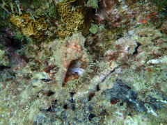 Monoplex pilearis
