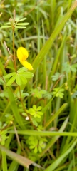 Smithia hirsuta
