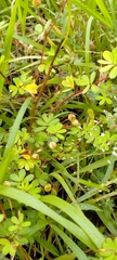 Smithia hirsuta