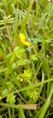 Smithia hirsuta
