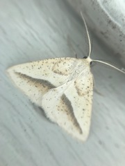 Lychnosea intermicata