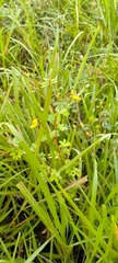 Smithia hirsuta