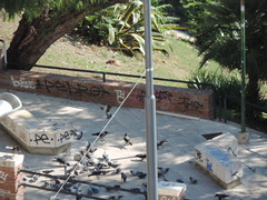 Columba livia domestica