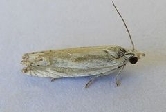 Eucosma pallidicostana