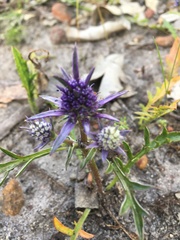 Eryngium pinnatifidum