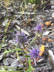 Eryngium pinnatifidum