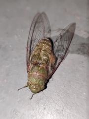 Dundubia