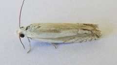 Eucosma pallidicostana