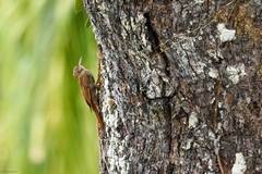 Lepidocolaptes fuscicapillus layardi