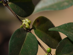 Canthium angustifolium