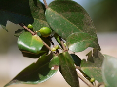 Canthium angustifolium