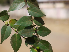 Canthium angustifolium