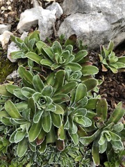 Saxifraga hostii