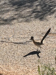 Geococcyx californianus