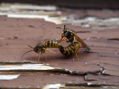 Vespula germanica