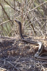 Masticophis lateralis lateralis