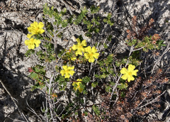 Hibbertia serpyllifolia