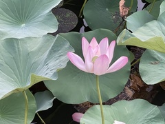 Nelumbo nucifera