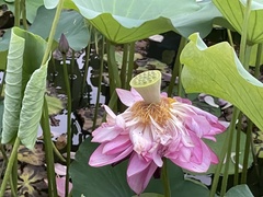 Nelumbo nucifera