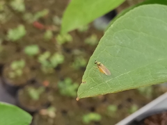 Chrysotimus molliculus