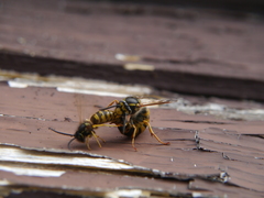 Vespula germanica