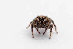 Salticidae