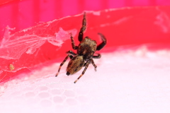Salticidae