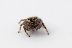 Salticidae