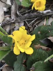 Hibbertia lasiopus