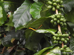 Catonephele mexicana