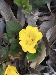 Hibbertia lasiopus